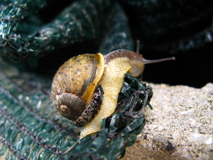 Lampyris sp. Femmina, maschio in volo, predazione chiocciola